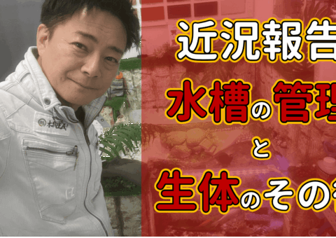 カメ水槽が出来上がってもうすぐ2年！あれから水槽は…