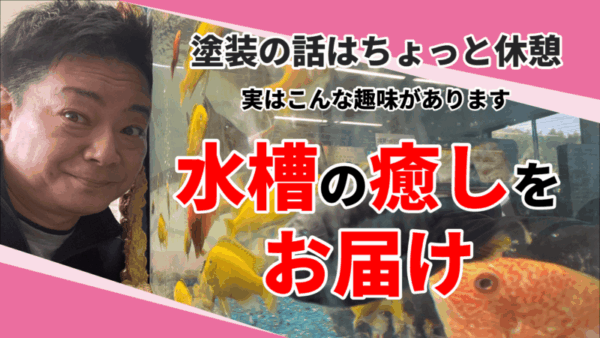 外壁塗装屋のもう一つの顔！水槽で育つ魚たちサムネイル